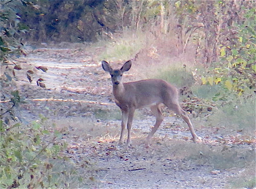 CRP Mountain Lion Study