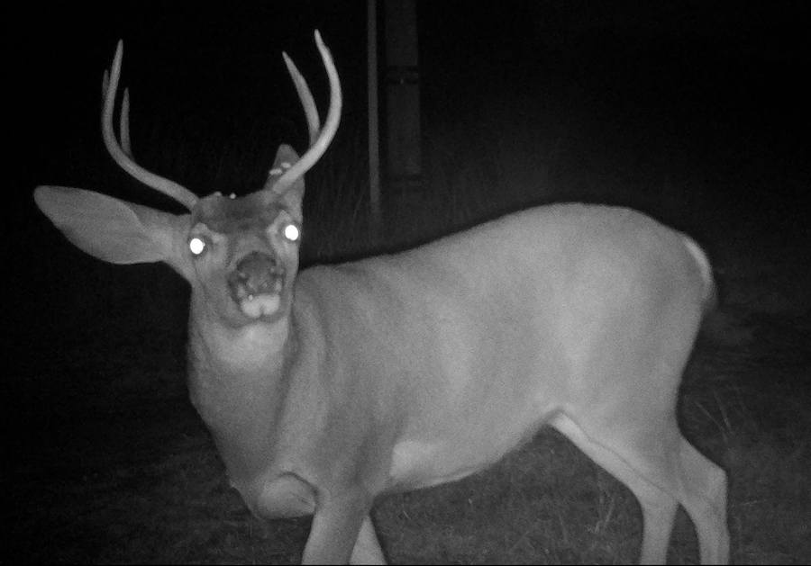 CRP Mountain Lion Study