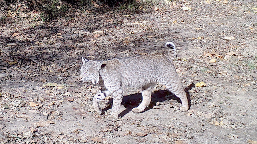 CRP Mountain Lion Study