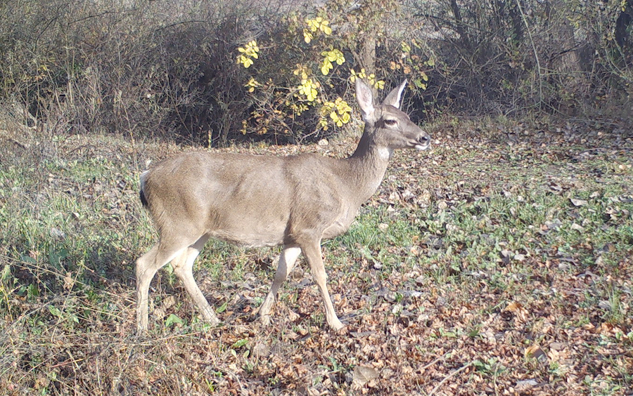 CRP Mountain Lion Study