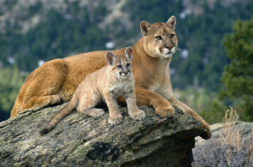 Mountain Lion Information Meeting