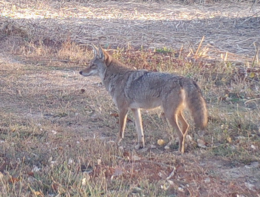 Preserve Wild!