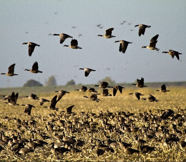 Waterfowl Survey – Volunteers Needed