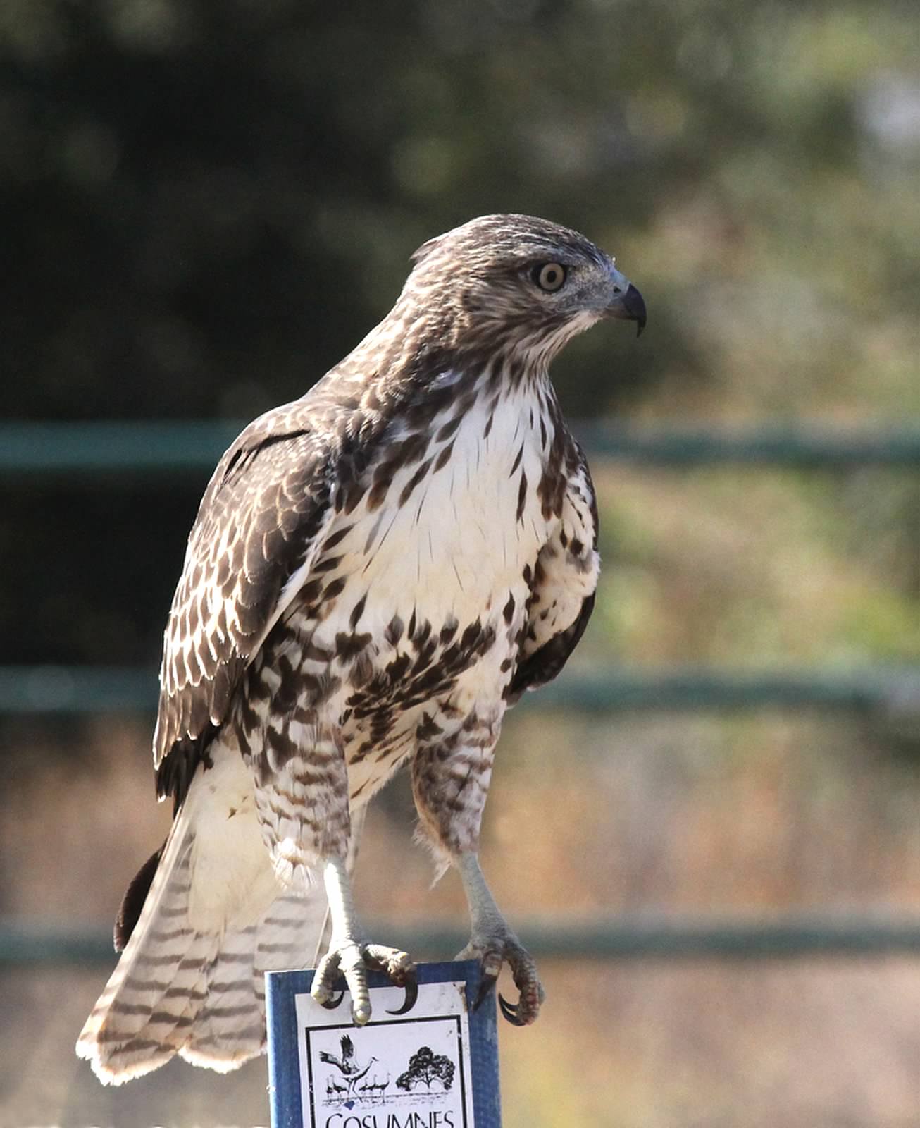 Raptor Survey Needs Volunteers